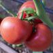 Панамера F1 - насіння томата, 250 шт, Clause 46559 фото 1