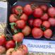 Панамера F1 - насіння томата, 250 шт, Clause 46559 фото 4