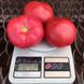 Панамера F1 - насіння томата, 250 шт, Clause 46559 фото 6