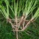 Катинка - семена петрушки, 250 грамм, Enza Zaden 13-080 фото 3