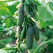 Ніборі F1 - насіння огірка, 250 шт, Kitano 32412 фото 1