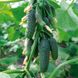Ніборі F1 - насіння огірка, 100 шт, Kitano (Пан Фермер) 32515 фото 4