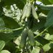 Ніборі F1 - насіння огірка, 100 шт, Kitano (Пан Фермер) 32515 фото 3