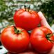 Саргас F1 - насіння томата, 1000 шт, Yuksel seeds 16666 фото 2