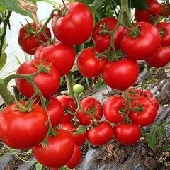 Леда F1 - насіння томата, 500 шт, Yuksel seeds 16667 фото