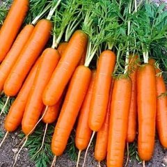Морковь Джерада F1, 1 000 000 семян (1.6-1.8), Rijk Zwaan 87289 фото