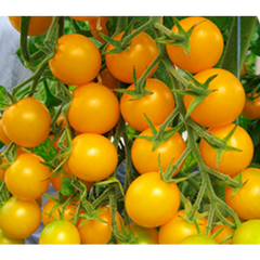 Стар Голд F1 - насіння томата, Esasem опис, фото, відгуки