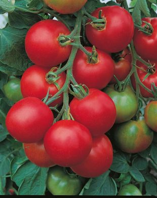 Толстой F1 - насіння томата, 1000 шт, Bejo 18157 фото