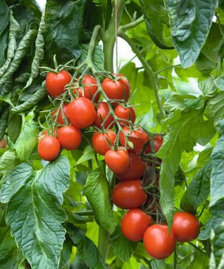 Толстой F1 - насіння томата, 1000 шт, Bejo 18157 фото
