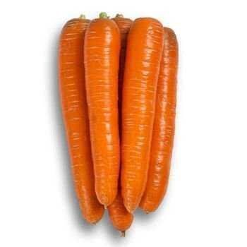 Морква Морелія F1, 100 000 насінин (2.0-2.2), Rijk Zwaan 1090700098 фото