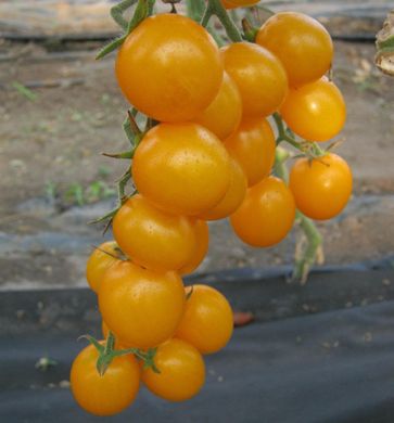 Стар Голд F1 - семена томата, 250 шт, Esasem 95196 фото