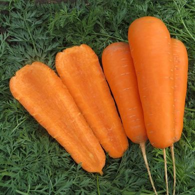 Болівар F1 - насіння моркви, 500 000 шт (2.0 - 2.25), Clause 04640 фото
