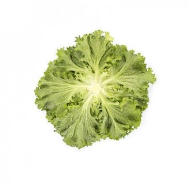 Ландау - насіння салату, 1000 шт (драже), Rijk Zwaan 47315 фото