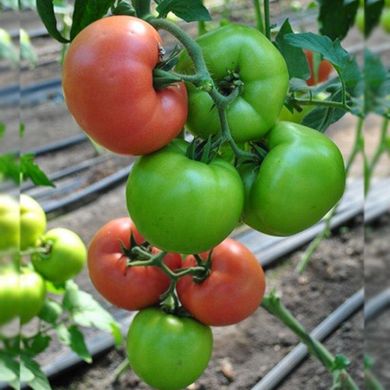 Панамера F1 - насіння томата, 1000 шт, Clause 55337 фото