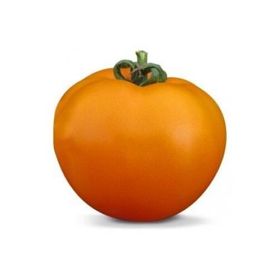Айсан F1 - насіння томата, 500 шт, Kitano 62043 фото