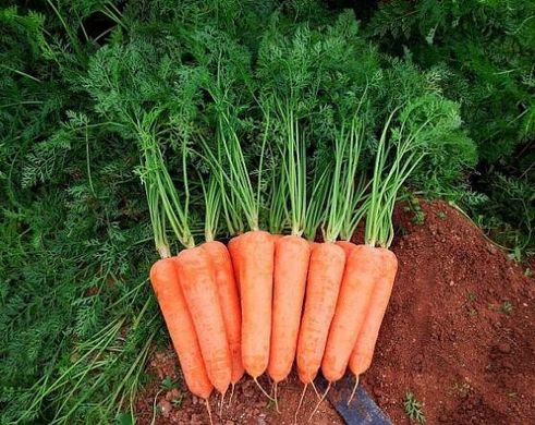 Діаменто F1 - насіння моркви, 100 000 шт, Hazera 44519 фото