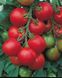 Толстой F1 - насіння томата, 1000 шт, Bejo 18157 фото 1