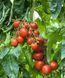 Толстой F1 - семена томата, 1000 шт, Bejo 18157 фото 2