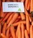 Морковь Морелия F1, 100 000 семян (2.0-2.2), Rijk Zwaan 1090700098 фото 2