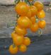 Стар Голд F1 - насіння томата, 250 шт, Esasem 95196 фото 2