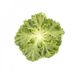 Ландау - насіння салату, 1000 шт (драже), Rijk Zwaan 47315 фото 2
