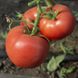 Панамера F1 - насіння томата, 1000 шт, Clause 55337 фото 5