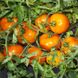 Айсан F1 - насіння томата, 500 шт, Kitano 62043 фото 4
