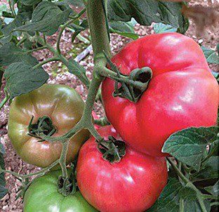 Пінк Роуз F1 - насіння томата, 100 шт, Yuksel seeds 1013316672 фото