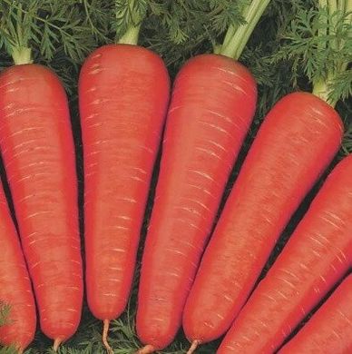 Канада F1 - семена моркови, 1 000 000 шт (1.8-2.0), Bejo 61833 фото