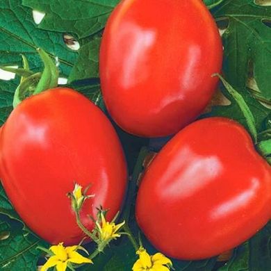 Фоккер F1 - насіння томата, 25 000 шт, Nunhems 99485 фото