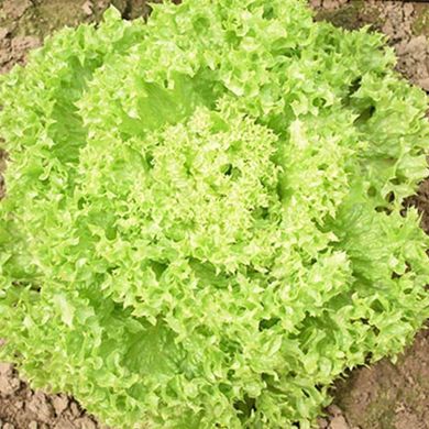 Лозано - насіння салату, 1000 шт (драже), Rijk Zwaan 51629 фото