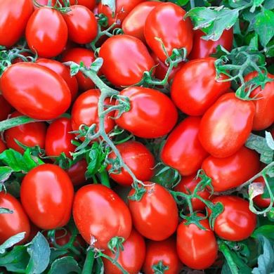 ЯГ (ЖАГ) 8810 F1 - насіння томата, 1000 шт, Seminis 08626 фото