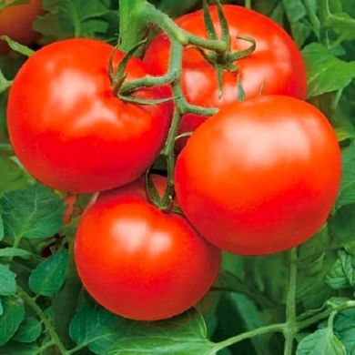 Бобкат F1 - насіння томата, 1000 шт, Syngenta 90140 фото