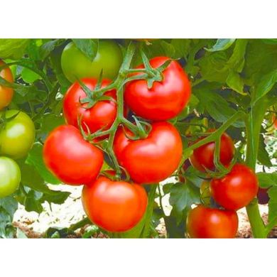 Бобкат F1, 10 шт, семена томата, Syngenta (SeedEra) 26778 фото