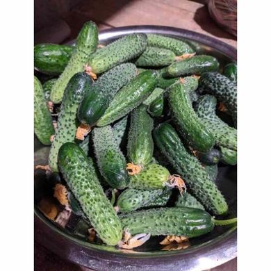 Капрікорн F1 - насіння огірка, 500 шт, Yuksel seeds 00465 фото