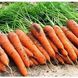 Морква Каротан, 100 000 насінин (1.6-1.8), Rijk Zwaan 60851 фото 1
