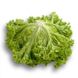 Лозано - насіння салату, 1000 шт (драже), Rijk Zwaan 51629 фото 3