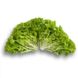 Лозано - насіння салату, 1000 шт (драже), Rijk Zwaan 51629 фото 1