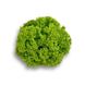 Лозано - насіння салату, 1000 шт (драже), Rijk Zwaan 51629 фото 2