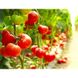 Бобкат F1 - насіння томата, 1000 шт, Syngenta 90140 фото 2