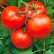 Бобкат F1, 10 шт, насіння томату, Syngenta (SeedEra) 26778 фото 5