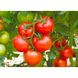 Бобкат F1, 10 шт, насіння томату, Syngenta (SeedEra) 26778 фото 3