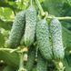 Капрікорн F1 - насіння огірка, 500 шт, Yuksel seeds 00465 фото 2