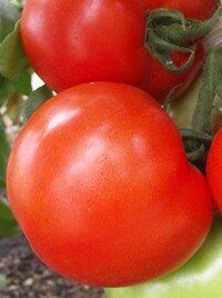 Таня F1 - насіння томата, 1000 шт, Seminis 90179 фото