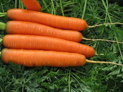 Сатурно F1 - насіння моркви, 100 000 шт (1.6-2.0), Clause 82426 фото