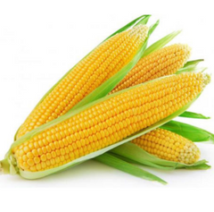 Турбин F1 - семена кукурузы, 5000 шт, Clause 09355 фото