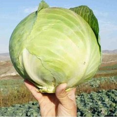 Коронет F1 - насіння білоголової капусти, Sakata опис, фото, відгуки