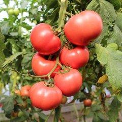 Перугіно F1 - насіння томата, 100 шт, Enza Zaden 11190 фото