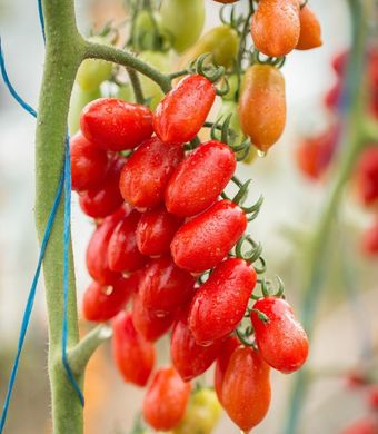Коліна F1 - насіння томата, 250 шт, Esasem 95197 фото