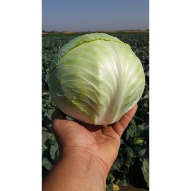 Коронет F1 - насіння білоголової капусти, 1000 шт, Sakata 56748 фото